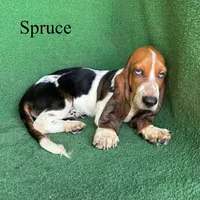 Spruce, a male Basset Hound for sale in Nicholls, GA – 2 of 7