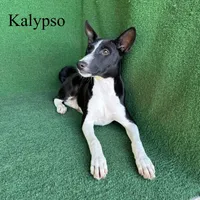 Kalypso, a female Basenji for sale in Nicholls, GA – 3 of 9