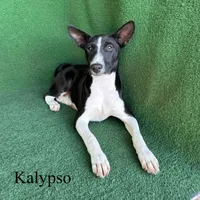 Kalypso, a female Basenji for sale in Nicholls, GA – 7 of 9