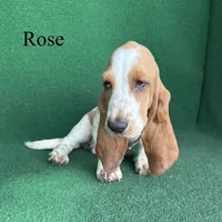 Rose, a female Basset Hound for sale in Nicholls, GA – 10 of 10