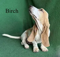 Birch, a male Basset Hound for sale in Nicholls, GA – 5 of 9