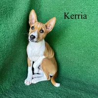 Kerria, a female Basenji for sale in Nicholls, GA – 2 of 6