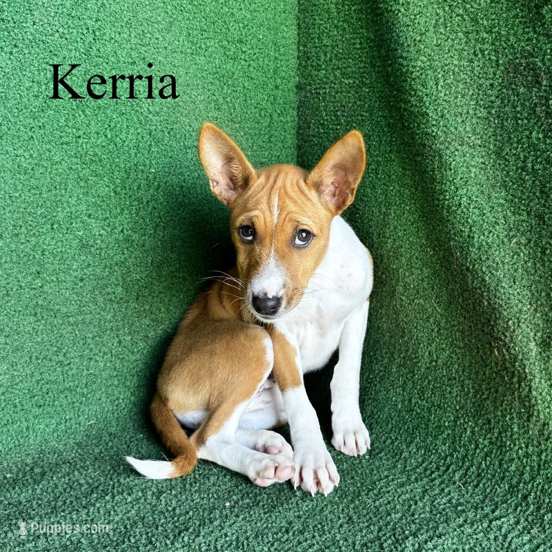Kerria – Basenji puppy for sale in Nicholls, GA