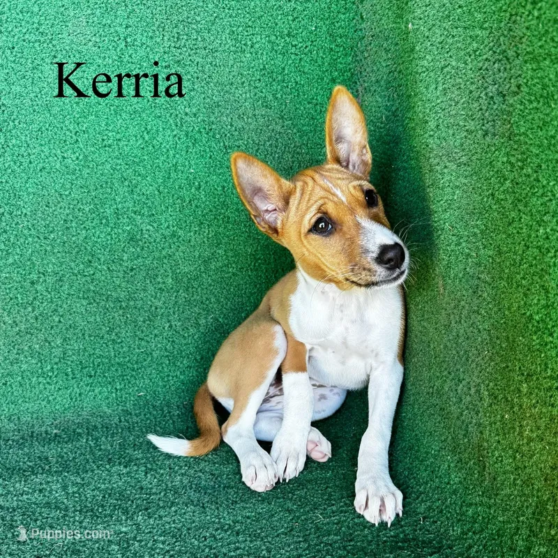 Kerria – Basenji puppy for sale in Nicholls, GA