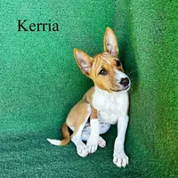 Kerria, a female Basenji for sale in Nicholls, GA – 3 of 6