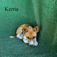 Kerria, a female Basenji for sale in Nicholls, GA – 4 of 6