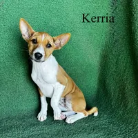 Kerria, a female Basenji for sale in Nicholls, GA – 6 of 6
