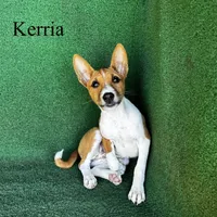 Kerria, a female Basenji for sale in Nicholls, GA – 5 of 6