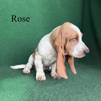 Rose, a female Basset Hound for sale in Nicholls, GA – 8 of 10