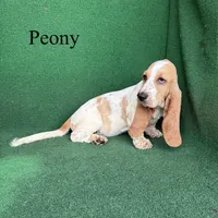 Peony, a female Basset Hound for sale in Nicholls, GA – 2 of 10