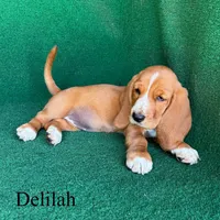 Delilah, a female Basset Hound for sale in Nicholls, GA – Photo 3 of 4