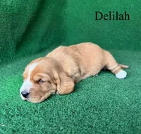 Delilah, a female Basset Hound for sale in Nicholls, GA – Photo 3 of 5