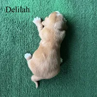 Delilah, a female Basset Hound for sale in Nicholls, GA – Photo 2 of 5