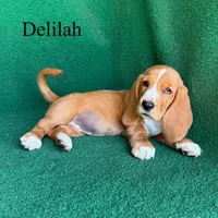 Delilah, a female Basset Hound for sale in Nicholls, GA – Photo 1 of 4
