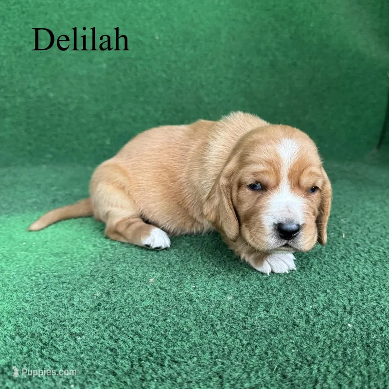 Delilah, a female Basset Hound for sale in Nicholls, GA – Photo 1 of 5
