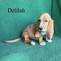 Delilah, a female Basset Hound for sale in Nicholls, GA – 6 of 10