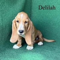 Delilah, a female Basset Hound for sale in Nicholls, GA – 4 of 10