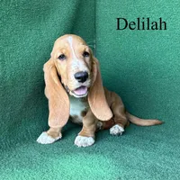 Delilah, a female Basset Hound for sale in Nicholls, GA – 10 of 10