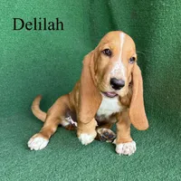 Delilah, a female Basset Hound for sale in Nicholls, GA – 8 of 10