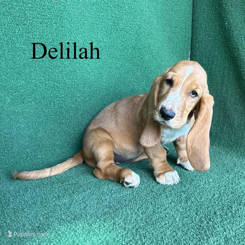 Delilah – Basset Hound puppy for sale in Nicholls, GA