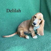 Delilah, a female Basset Hound for sale in Nicholls, GA – 2 of 10