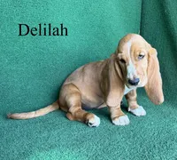 Delilah, a female Basset Hound for sale in Nicholls, GA – 5 of 10