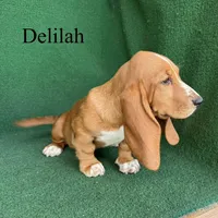 Delilah, a female Basset Hound for sale in Nicholls, GA – 7 of 10