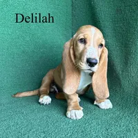 Delilah, a female Basset Hound for sale in Nicholls, GA – 9 of 10