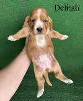 Delilah, a female Basset Hound for sale in Nicholls, GA – Photo 4 of 5