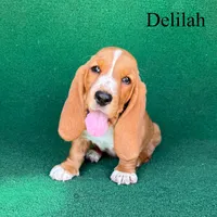 Delilah, a female Basset Hound for sale in Nicholls, GA – Photo 2 of 4
