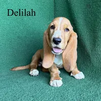 Delilah, a female Basset Hound for sale in Nicholls, GA – 3 of 10