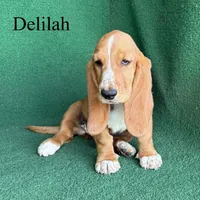 Delilah, a female Basset Hound for sale in Nicholls, GA – 1 of 10