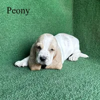 Peony, a female Basset Hound for sale in Nicholls, GA – Photo 5 of 7