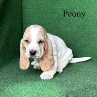 Peony, a female Basset Hound for sale in Nicholls, GA – Photo 4 of 7