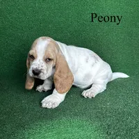 Peony, a female Basset Hound for sale in Nicholls, GA – Photo 3 of 7
