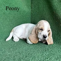 Peony, a female Basset Hound for sale in Nicholls, GA – Photo 2 of 7