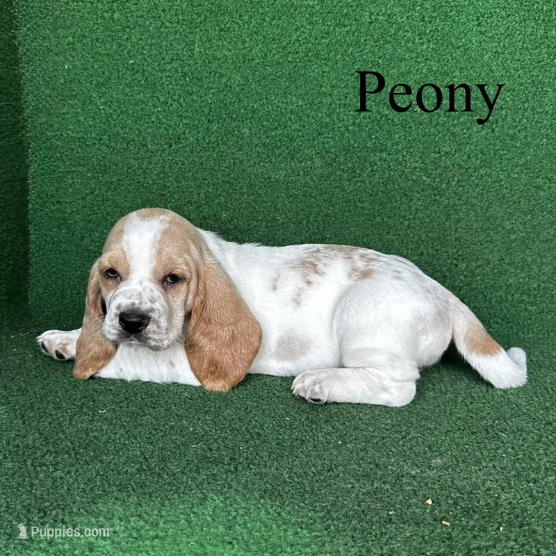 Peony – Basset Hound puppy for sale in Nicholls, GA