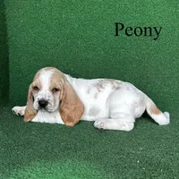 Peony, a female Basset Hound for sale in Nicholls, GA – Photo 1 of 7