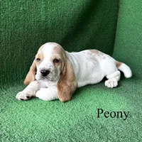 Peony, a female Basset Hound for sale in Nicholls, GA – Photo 6 of 7