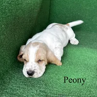 Peony, a female Basset Hound for sale in Nicholls, GA – Photo 7 of 7