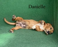 Danielle, a female Basset Hound for sale in Nicholls, GA – 8 of 9