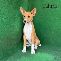 Tahira, a female Basenji for sale in Nicholls, GA – 5 of 7