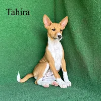 Tahira, a female Basenji for sale in Nicholls, GA – 1 of 7