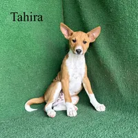 Tahira, a female Basenji for sale in Nicholls, GA – 4 of 7