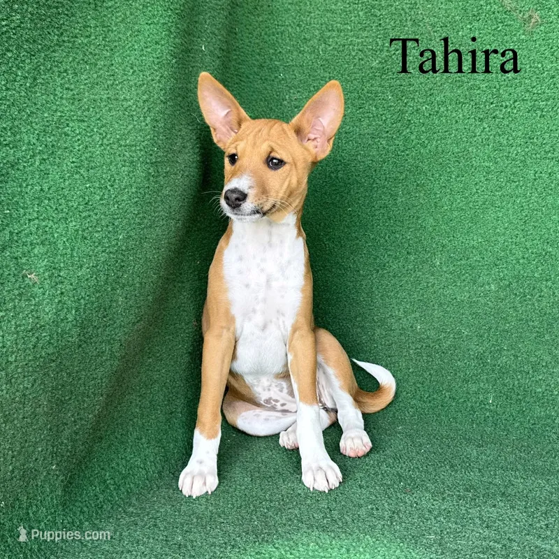 Tahira – Basenji puppy for sale in Nicholls, GA