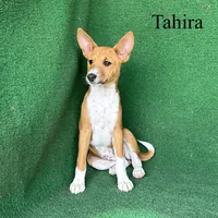 Tahira, a female Basenji for sale in Nicholls, GA – 6 of 7