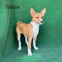 Tahira, a female Basenji for sale in Nicholls, GA – 3 of 7