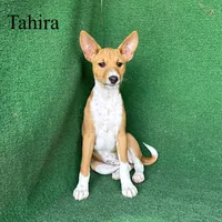 Tahira, a female Basenji for sale in Nicholls, GA – 7 of 7