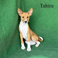 Tahira, a female Basenji for sale in Nicholls, GA – 2 of 7