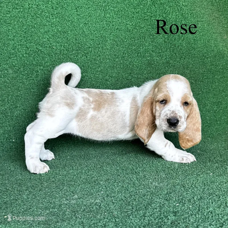Rose – Basset Hound puppy for sale in Nicholls, GA